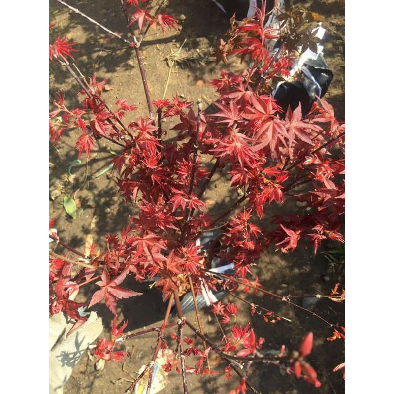 Cây phong lá đỏ cao 60cm