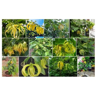 BẦU CÂY GIỐNG HOA DẺ THƠM
