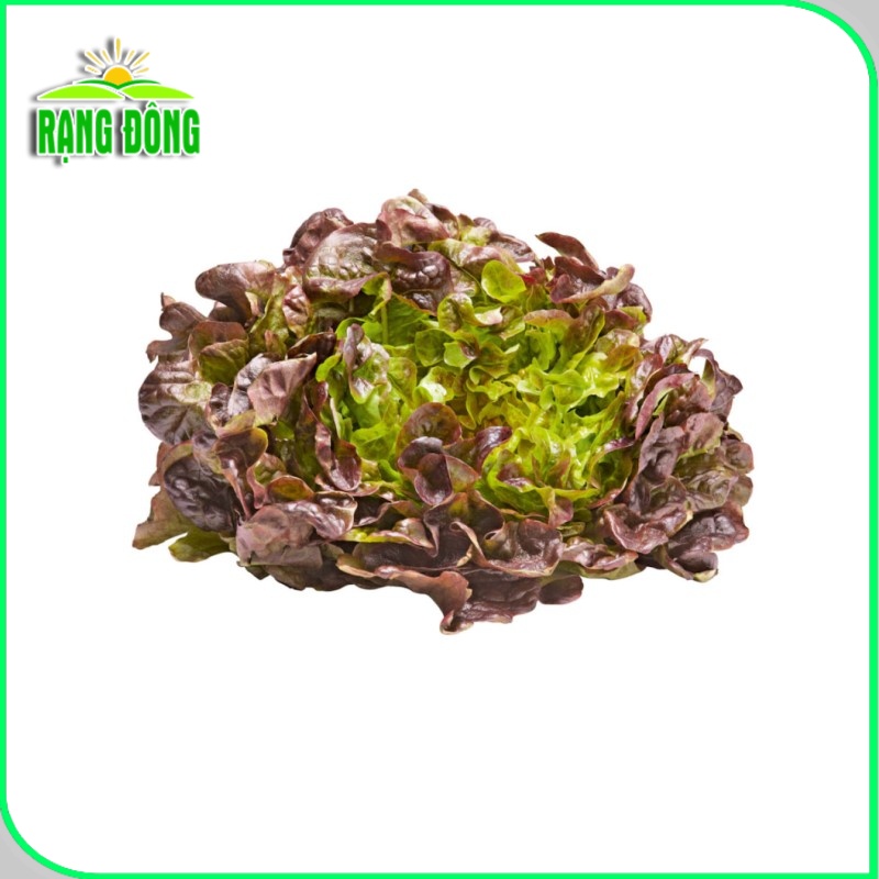 Hạt giống Xà Lách Sồi Tím (Xà lách Oakleaf) sinh trưởng khỏe, trồng quanh năm (gói 2 gr) - Hạt giống Rạng Đông