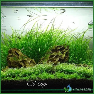CỎ CỌP -THỦY SINH- Cây Thủy Sinh Cỏ Cop