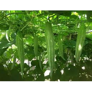 hạt giống mướp nhật,lặc lày,nắc nẻ gói 5 hạt