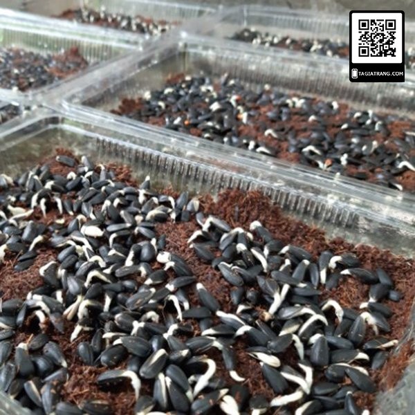 1Kg Hạt giống rau mầm hướng dương - Thế giới rau mầm Tạ Gia Trang