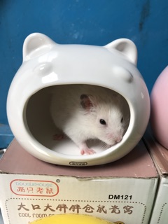 (THANH LÝ GIÁ SỐC) Nhà ngủ sứ đầu mèo size lớn