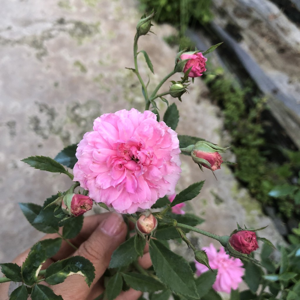 Hồng bụi Sweet Chariot Rose cho hoa màu tím rượu vang bông chùm