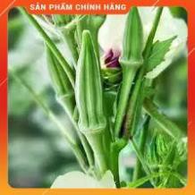 Hạt giống đậu bắp xanh F1 Ấn Độ 10GR