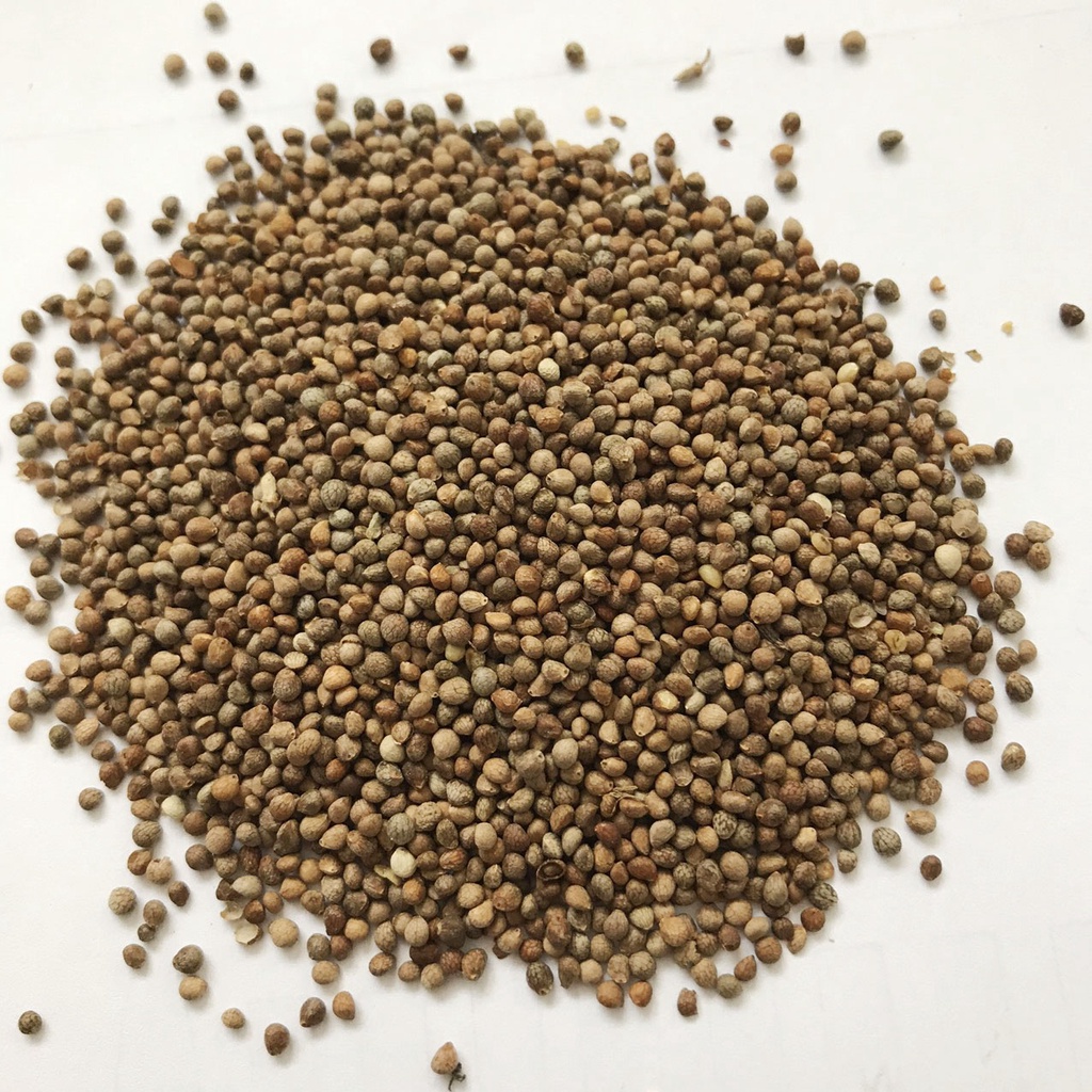 Hạt Giống Tía Tô Cao Sản 5gr