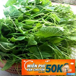 10g Hạt giống Bí Siêu Đọt Và Bông (tặng gói kích nẩy mầm và hướng dẫn)