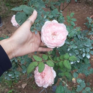 Cành chiết hồng ngoại đẹp