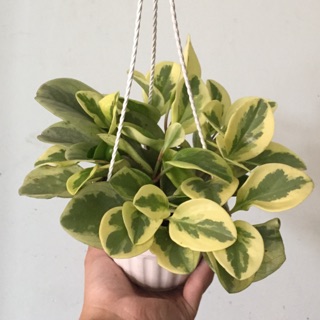 Trường Sinh cẩm thạch chậu treo cứng
