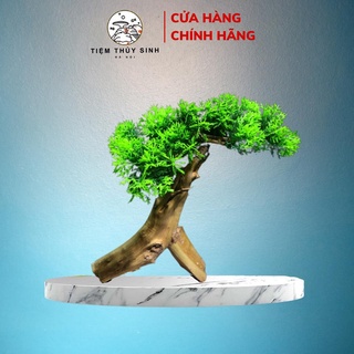 Lũa bonsai thủy sinh, layout bonsai trang trí bể cá cảnh không ra nhớt, cây bonsai setup bể thuỷ sinh mini siêu bền