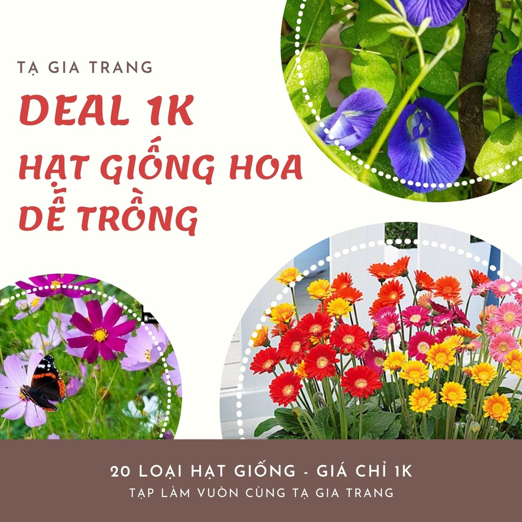 Hạt giống các loại hoa dễ trồng, phổ biến ở Việt Nam