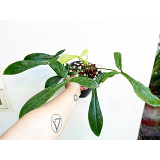 Trầu Bà Philodendron 69686