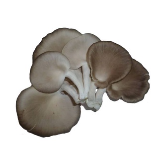 Nấm bào ngư