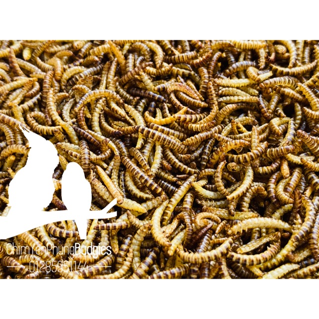 1kg sâu gạo sấy khô dinh dưỡng hàng đẹp [thức ăn: Chim cảnh, Gà kiểng, Hamster, Bọ ú, Sóc...]