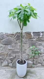 Chậu Cây Kim Ngân Thắt Bính Cao