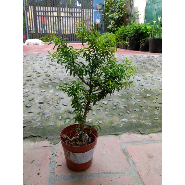 Cây Mai Chiếu Thủy Bonsai mini