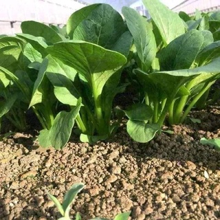 10 gram hạt giống rau cải ngọt khổng lồ