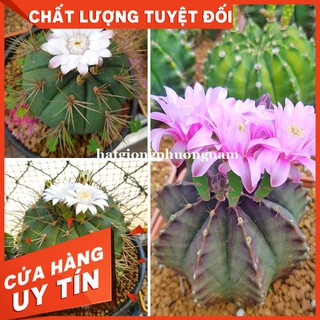 HẠT GIỐNG XƯƠNG RỒNG GYM LỘN XỘN- Còn hàng