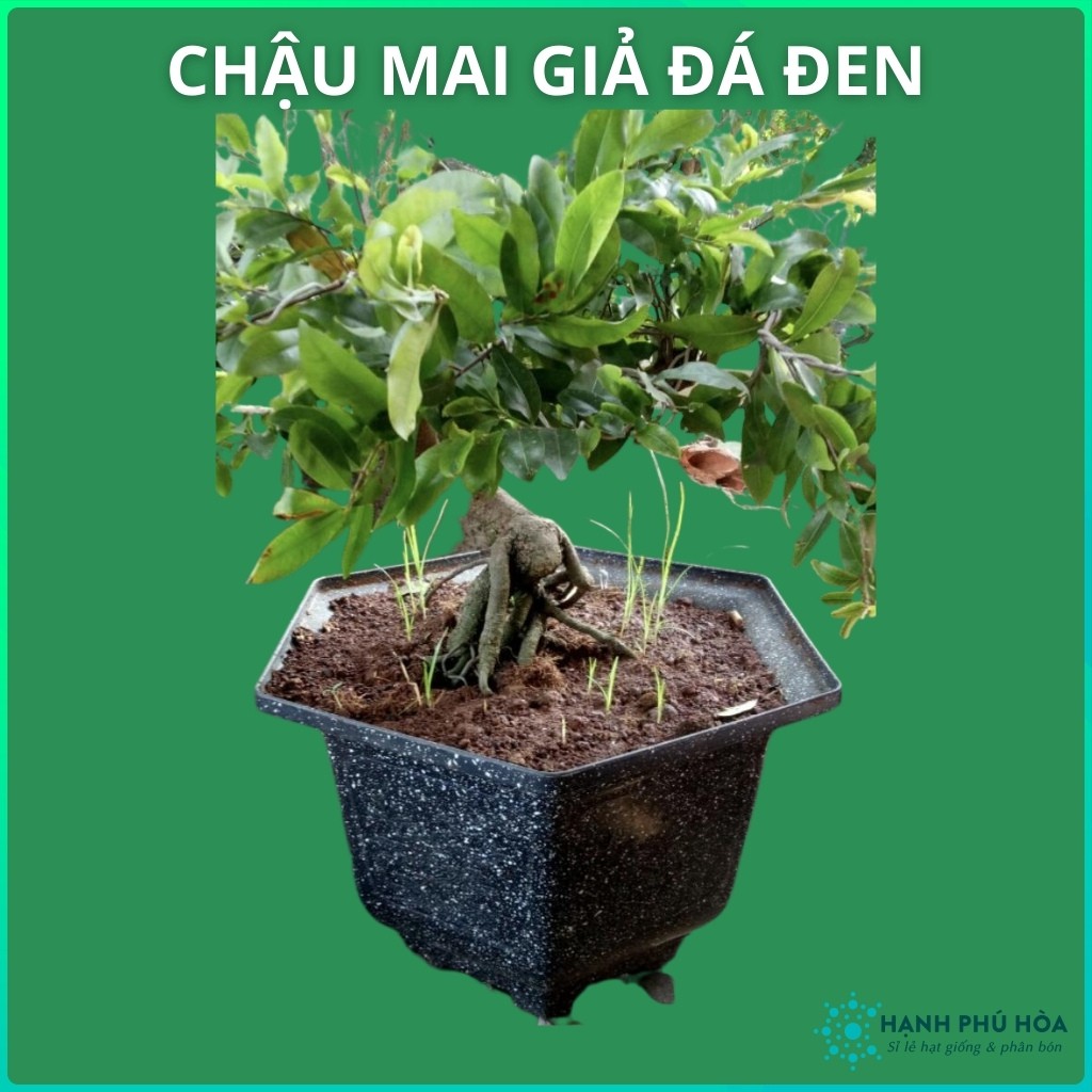 Chậu Mai Đen Giả Đá 210-280 -Trồng Hoa Lan, Cây Kiểng - Chậu Nhựa , Đẹp, Nhẹ, Chắc Chắn