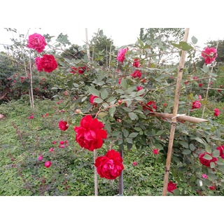 Cây hoa Hồng cổ Huế( cây giống)