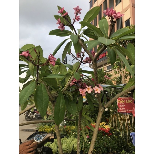 Sứ đại đỏ hồng