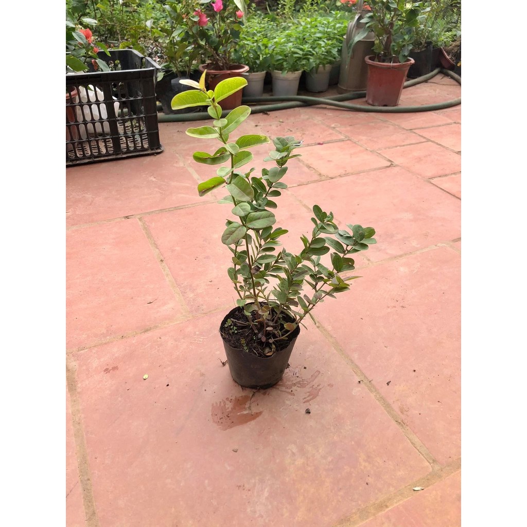 Cây siro cao 50cm - THẾ GIỚI HOA CÂY CẢNH - .