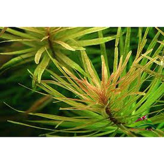 1 CHẬU HOÀNG THÁI DƯƠNG THỦY SINH