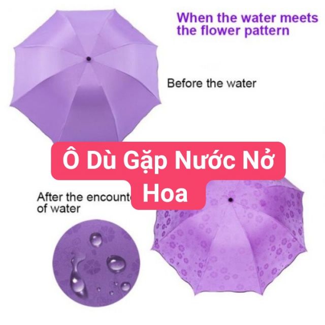 ( Hóc Môn) Ô dù gấp gọn nở hoa khi gặp nước