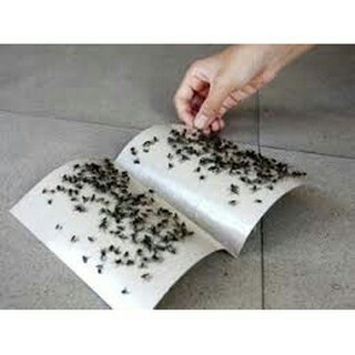 Keo bẫy ruồi Korea Fly Catch (10 miếng)