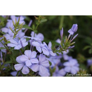 Gói 30 Hạt Giống Hoa Thanh Xà Bạch Xà Mix