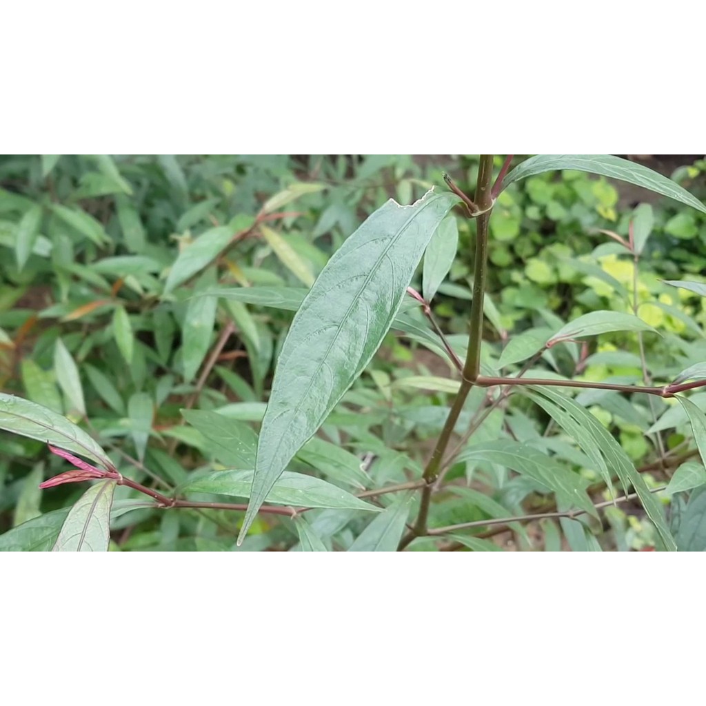 [xẢ HÀNG] Cây hoàng ngọc lá đỏ (khô,sạch,đẹp) | BigBuy360 - bigbuy360.vn