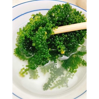 🥗🥗RONG NHO AHICHI 🥗🥗