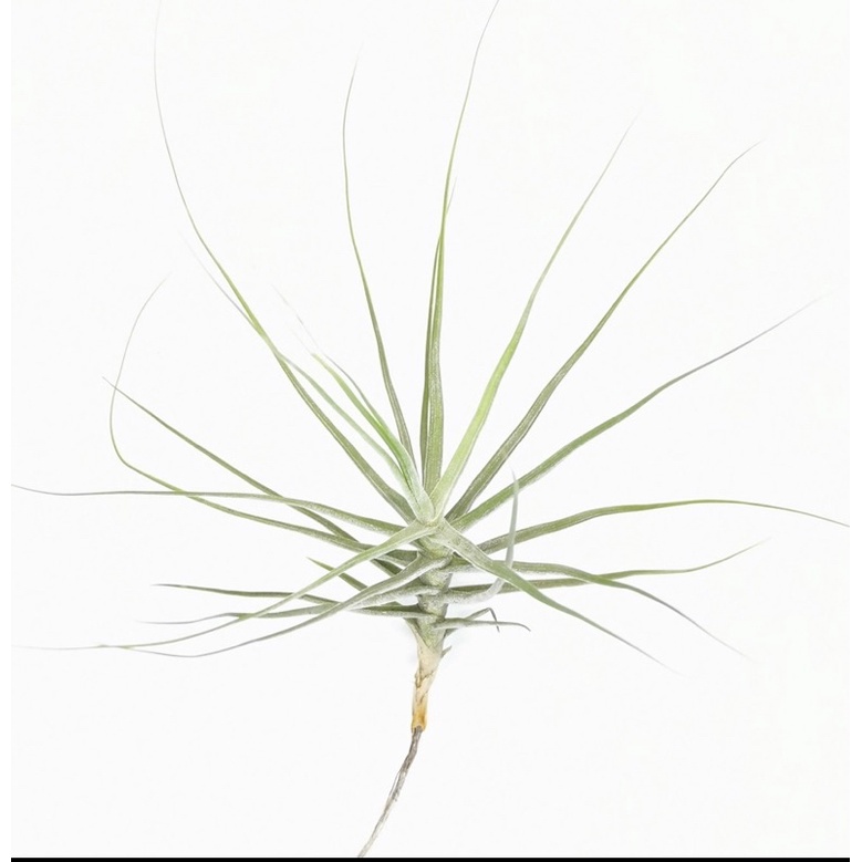 Cây Không Khí   Tillandsia Schiedeana “Minor”