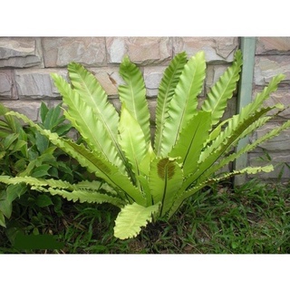 Tổ Quạ ghép Lan sỉ 15k(1 tổ 15cm)