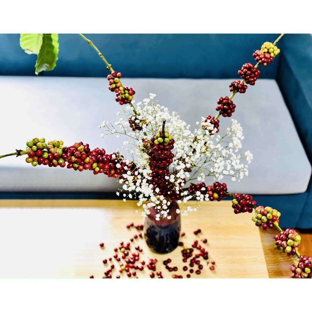 Cà phê Arabica loại đặc biệt – Số 1🌺🌺Free Ship🌺🌺 [Thơm nhẹ, thanh hương hoa cỏ, đảm bảo nguyên chất sạch 100%]