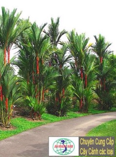 Cây cao đỏ phong thủy