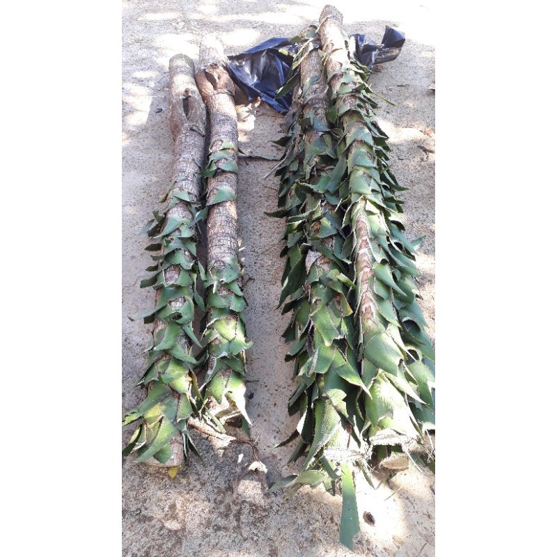 Thần tài lá xanh cắt khúc