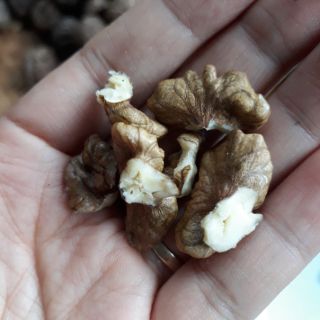 Óc chó Tây Bắc