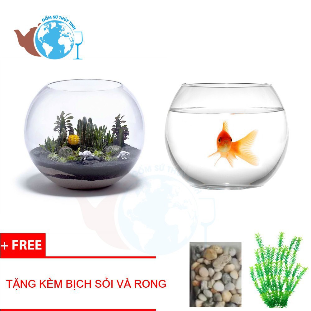 Hồ Cá Thuỷ Tinh Bầu Bể Cá D17cm x 13cm T11