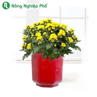 Chậu bát giác trồng hoa kiểng 12x10cm