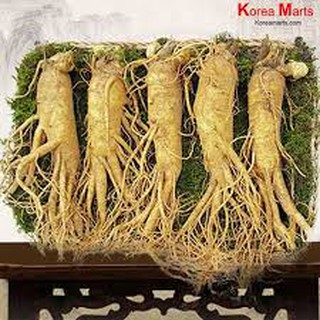 Nhân Sâm Tươi Xách Tay 5 củ/kg