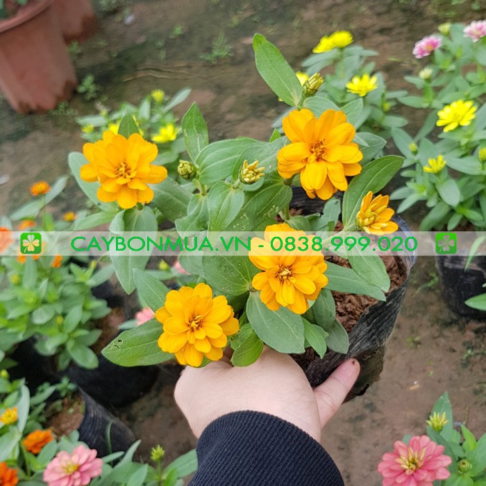 Cây Hoa Cúc Lá Nhám (Cây đã có hoa đủ màu)  [BỊCH ĐEN] Cao 15-25 cm