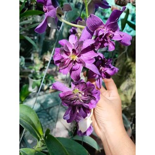 (1 chậu) Hoa lan dendro hoa hồng Blue - hàng lá