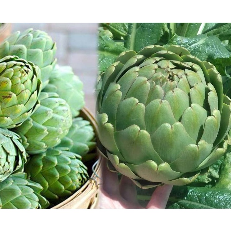 Shop 1K - Hạt Giống Atiso Xanh - 20 Hạt