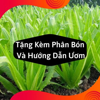Combo 2 Gói Hạt Giống Rau Diếp Thơm