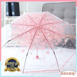 Dù trong suốt hoa anh đào