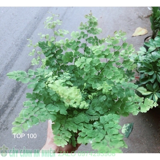 Cây tóc thần vệ nữ để bàn