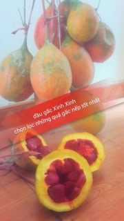 Dầu gấc lăn môi - dưỡng mềm môi