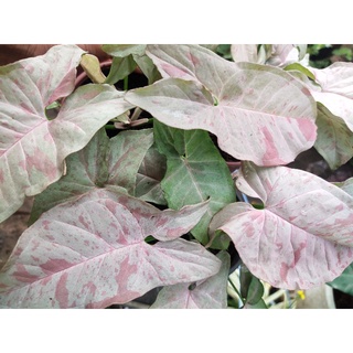 Trầu bà hồng đốm / Syngonium pink spot