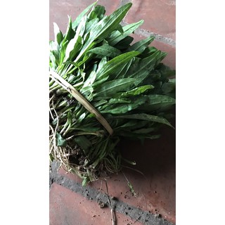 cúc hoàng anh 200 cây